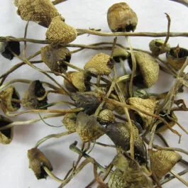 Buy Liberty Caps Magic Mushrooms