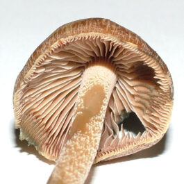 Psilocybe Aucklandiae mushrooms