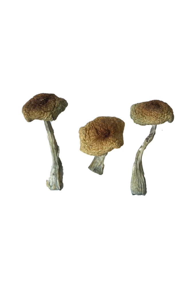 Buy Psilocybe Aztecorum Mushrooms