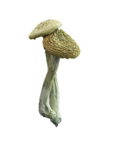 Psilocybe Azurescens mushroom