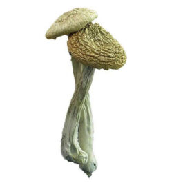 Psilocybe Azurescens Magic Mushrooms