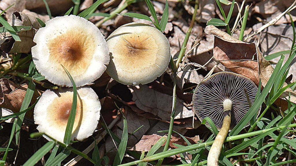 Health Benefits of Magic Mushrooms