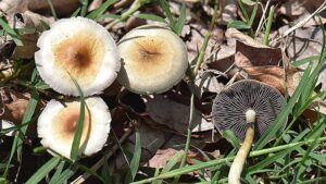 benefits of magic mushrooms
