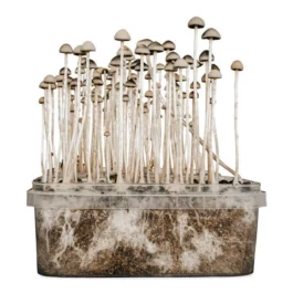 Copelandia Florida Magic Mushrooms Grown Kit