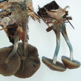 Psilocybe Allenii mushroom