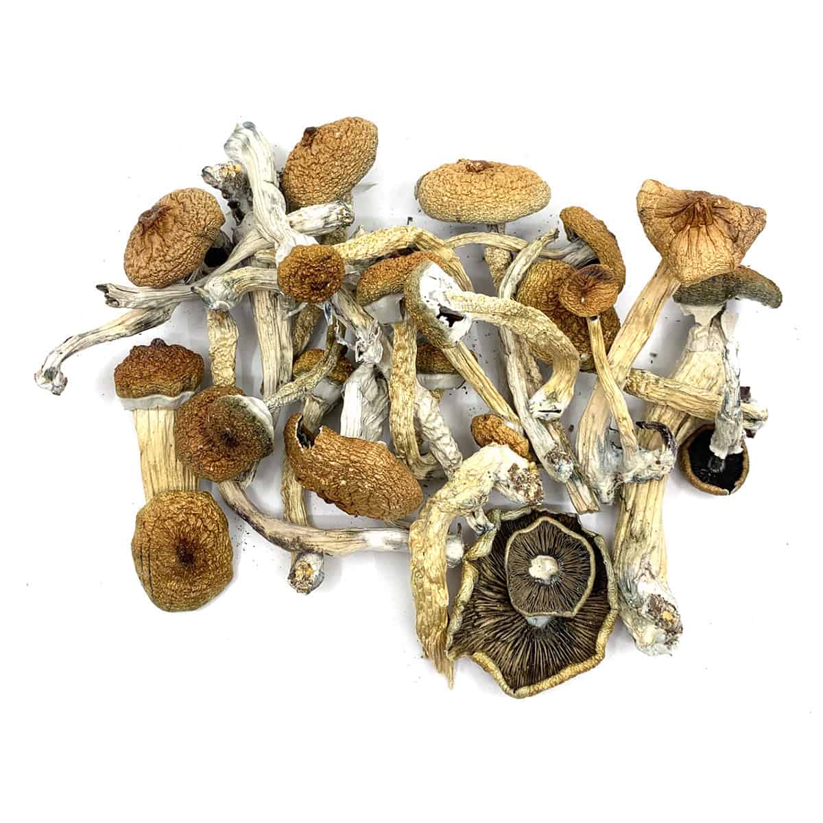 magic mushrooms